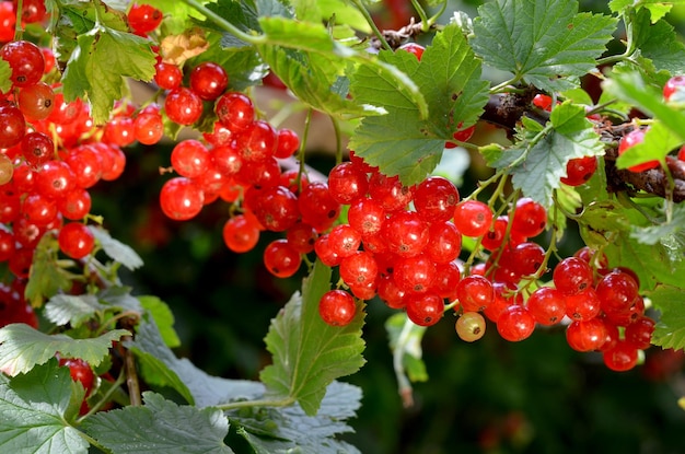 grappoli di ribes rosso bacche luminose sui rami del cespuglio nel primo piano del giardino