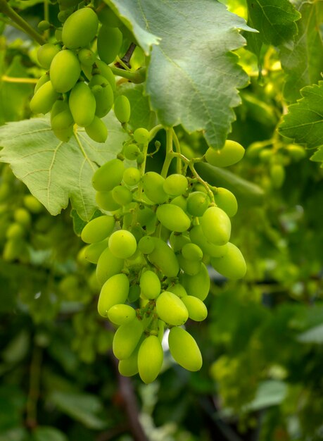 Grappoli di uva bianca in maturazione maturano sotto il dolce sole estivo in Grecia