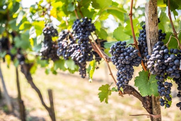 Grappoli di uva da vino rosso maturi per la raccolta a mano sulle viti all'interno del vigneto.