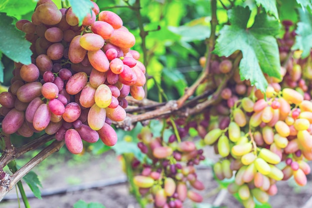 Grappoli di uva moscato rosato sulla vite, stagione della vendemmia in Ucraina