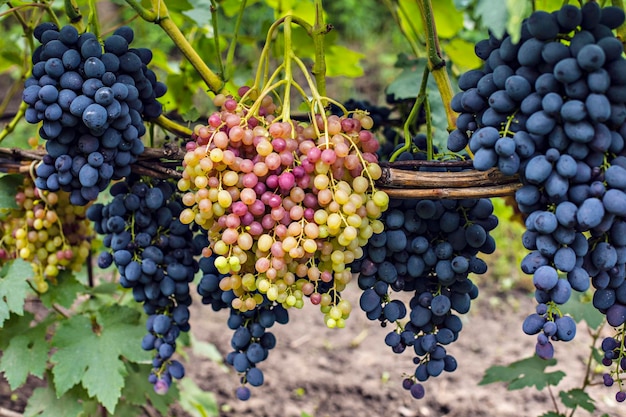 Grappoli di uva moscato rosato sulla vite, stagione della vendemmia in Ucraina