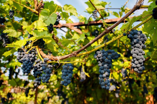 Grappoli di uva nera appesi a una vite durante il giorno sun