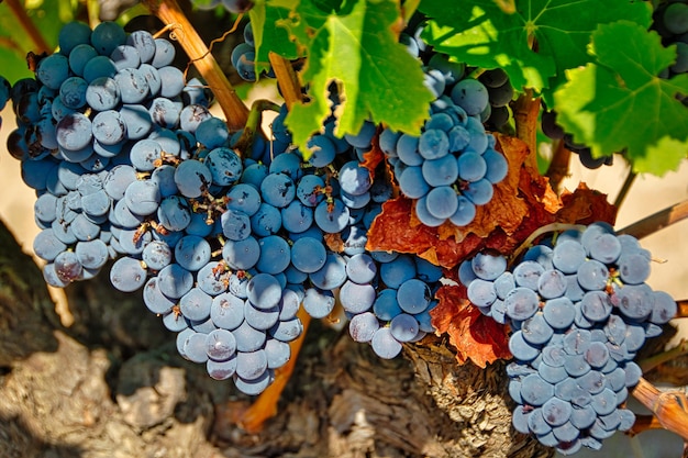 Grappoli di uva nera matura in procinto di essere raccolta.