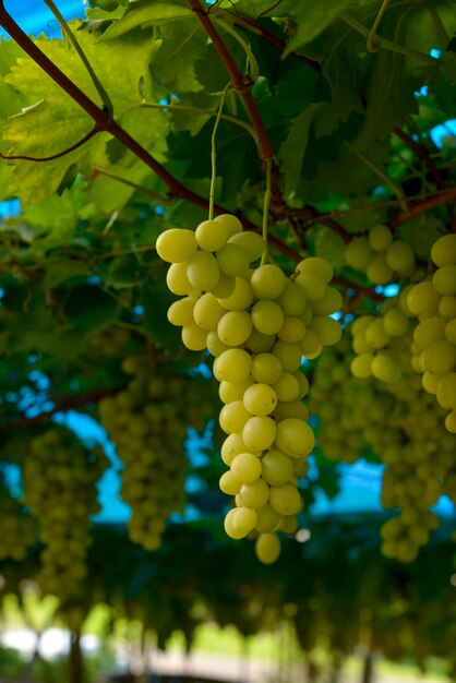 Grappoli di uva verde in vigna pronti per essere raccolti su sfondo blu.