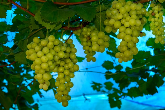 Grappoli di uva verde in vigna pronti per essere raccolti su sfondo blu.