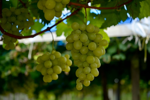 Grappoli di uva verde in vigna pronti per essere raccolti.