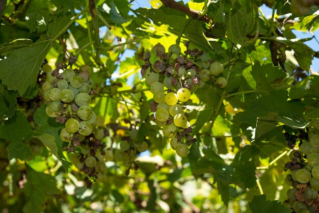 Grappoli di uva verde in vigna pronti per essere raccolti.