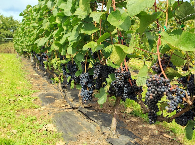 Grappoli di uva viola sulla vite in vigna. Uve fresche e succose mature