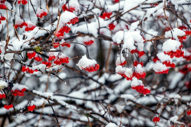 Grappoli di viburno rosso nella neve