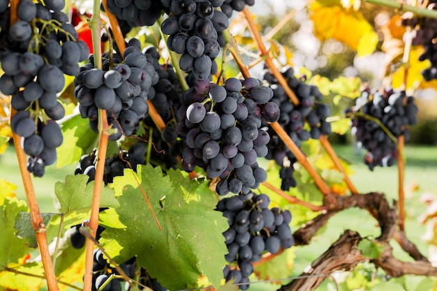 Grappoli maturi di uva nera sulla vite all'aperto. Vendemmia autunnale in vigna per la vinificazione.