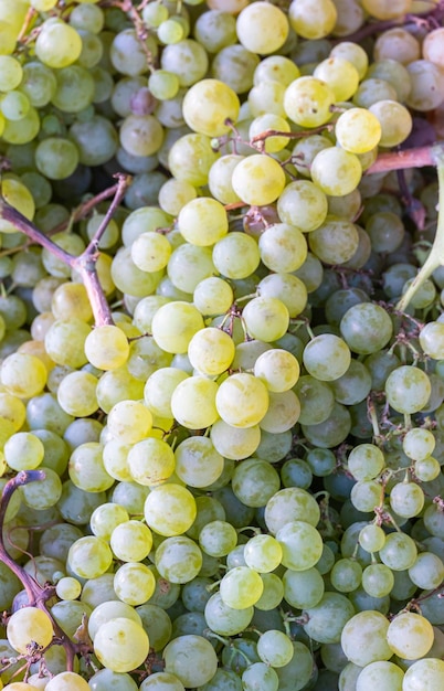 Grappoli verdi di uve fresche raccolte al mercato degli agricoltori