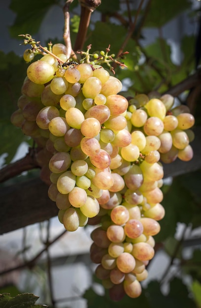 Grappolo d'uva bianca in controluce su un vigneto