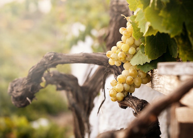 Grappolo d&#39;uva bianca in vigna