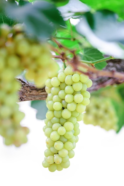 Grappolo d'uva bianca su sfondo bianco