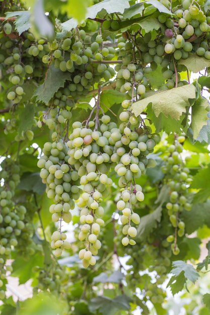 Grappolo d'uva con foglie di vite verdi in cestino sulla tavola di legno