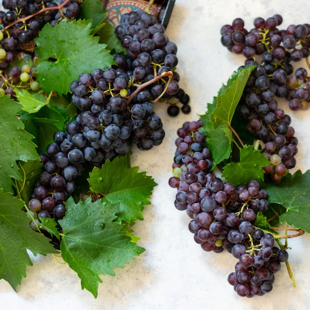 Grappolo d'uva nera su sfondo chiaro