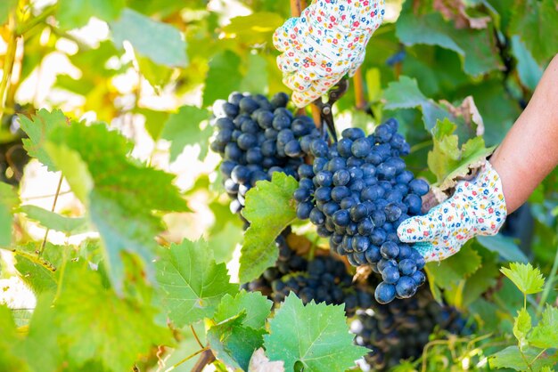 Grappolo d'uva scuro tagliato dalla vite nel vigneto