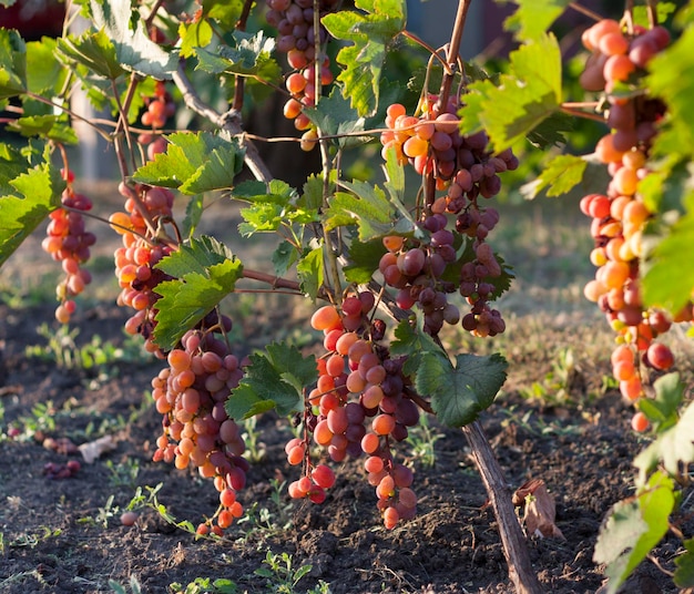 Grappolo d'uva su una vite al sole i viticoltori uva su una vite vino rosso foto