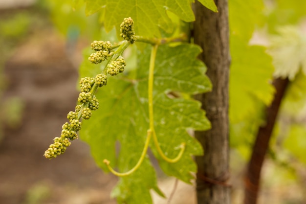 Grappolo d'uva verde non maturo del primo piano in vigna all'inizio dell'estate