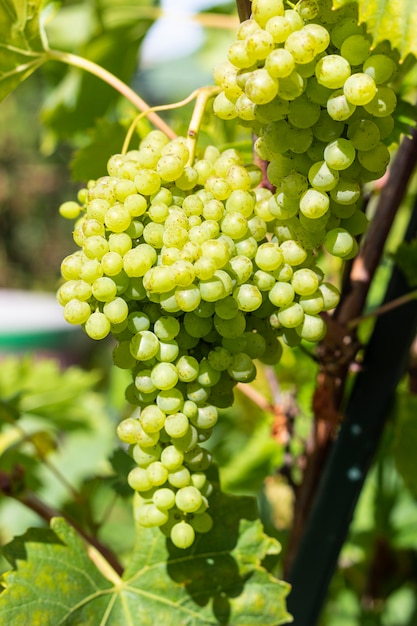 Grappolo d'uva verde su una vite. Vendemmia.