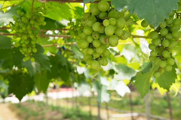 Grappolo d&#39;uva verde sulla vite in vigna.