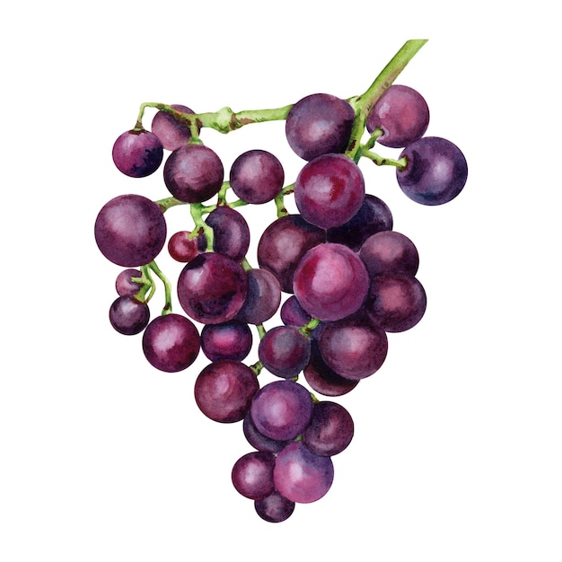Grappolo d'uva viola Illustrazione ad acquerello isolata su sfondo bianco
