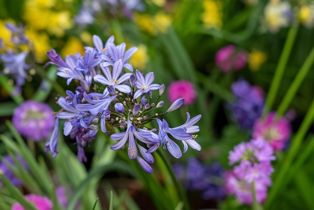 Grappolo di delicati fiori blu in fiore nel campo estivo