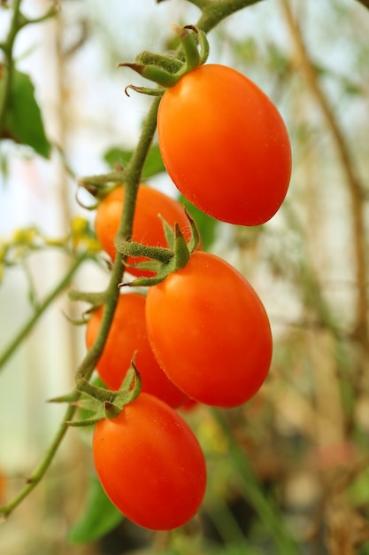 Grappolo di pomodori a forma di uva rossa vibrante ovale sul suo albero