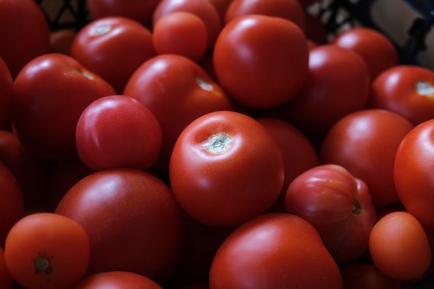 Grappolo di pomodori maturi dopo la raccolta in autunno in giardino