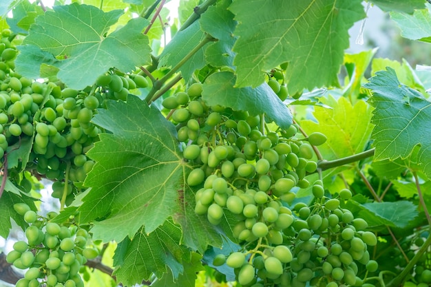 Grappolo di uva verde fresca sulla vite con foglie verdi in vigna. Natura