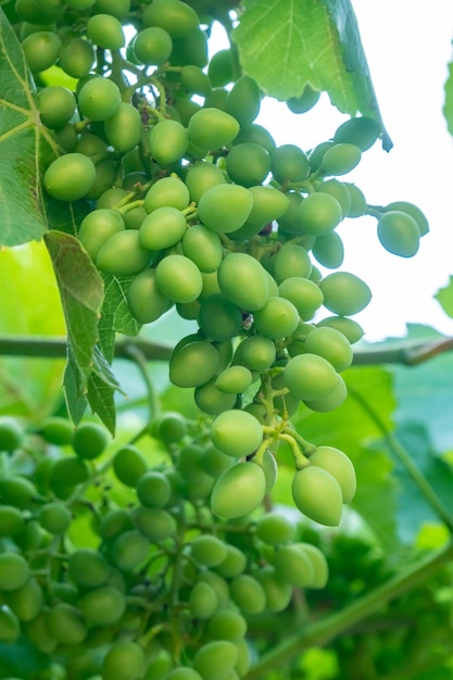 Grappolo di uva verde fresca sulla vite con foglie verdi in vigna. Natura