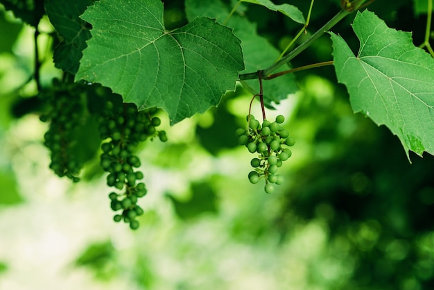 Grappolo di uve da vino verdi non mature in vigna, viticoltura, messa a fuoco selettiva morbida.