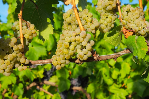 grappolo maturo di uva moscato bianco sulla vite sullo sfondo di un vigneto verde