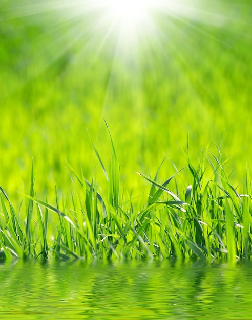 Grass Background