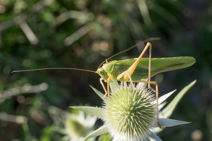 Foto grasshopper all'aperto