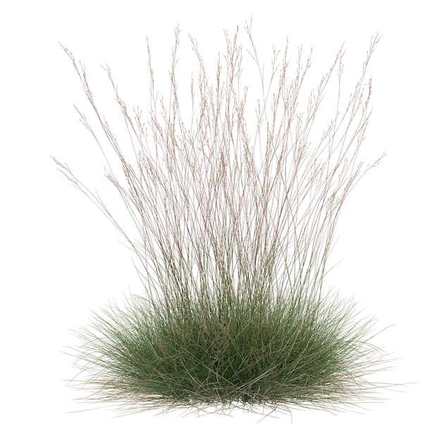 Grassone rosa