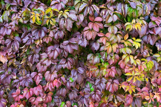 Grata di legno con foglie rosse di uva selvatica.