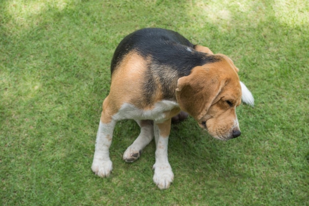 Grattamento del cane del cane da lepre sull&#39;erba