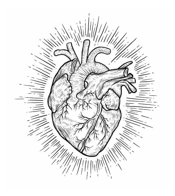 Gravatura anatomica del cuore