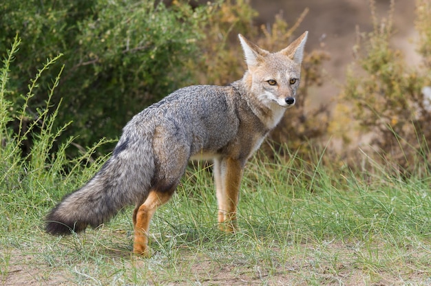 Gray Fox della Patagonia, Penisola Valdes, Provincia di Chubut, Patagonia, Argentina.