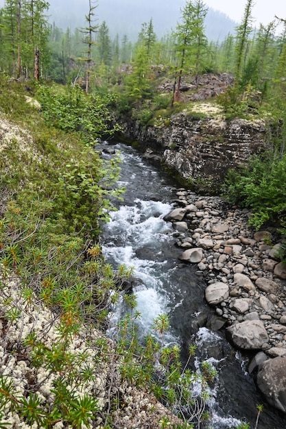 Grayling Creek sull'altopiano Putorana