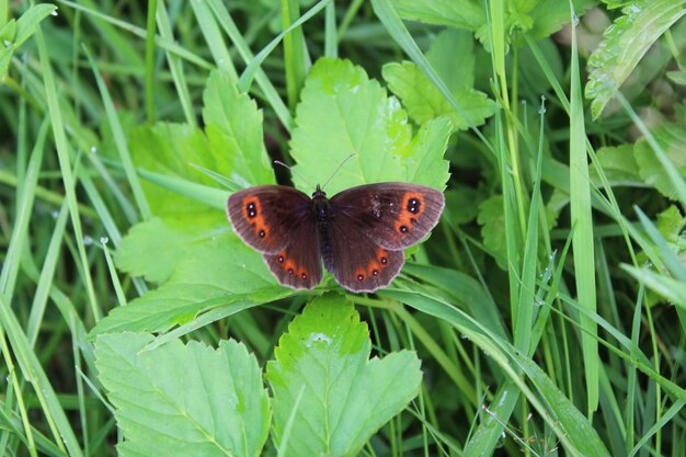 Graziosa farfalla di Erebia aethiops posata sulla lama