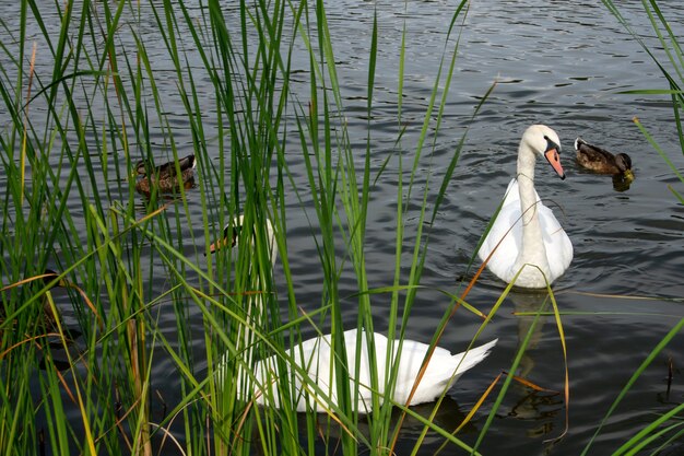 Graziosi cigni bianchi e anatre marroni che galleggiano nell'acqua