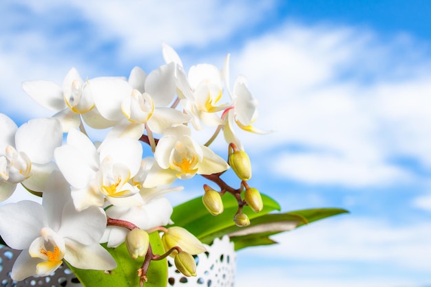 Graziosi fiori bianchi di una pianta di orchidea Phalaenopsis Orchidaceae con la maggior parte dei suoi boccioli aperti e alcuni chiusi con un bel cielo blu sullo sfondo