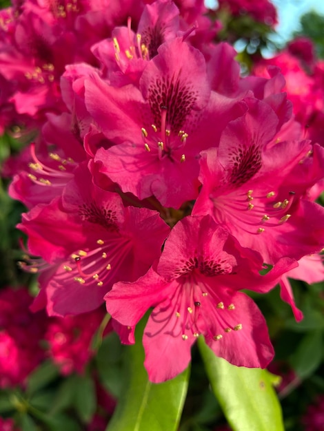 Graziosi fiori di rododendro rosa a grappolo di rododendro rosa sulla pianta