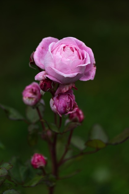 Graziosi germogli di rose rosa medie con boccioli su sfondo verde scuro del giardino