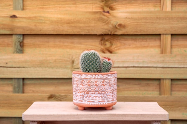 Grazioso cactus con tre sfere appuntite all'interno di un vaso con motivi aborigeni