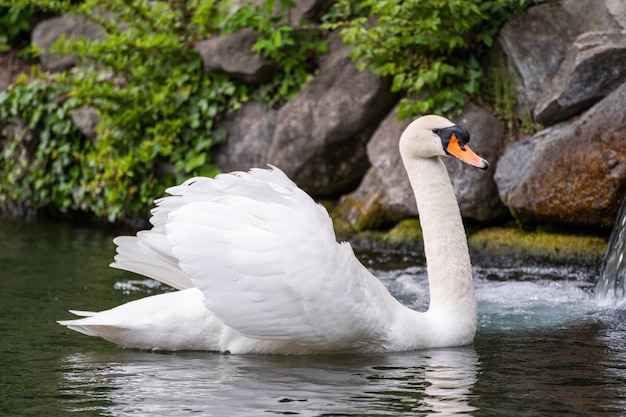 Grazioso cigno bianco che nuota nel lago, cigni allo stato brado.