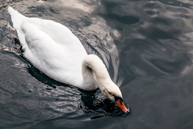 Grazioso cigno bianco che nuota nel lago