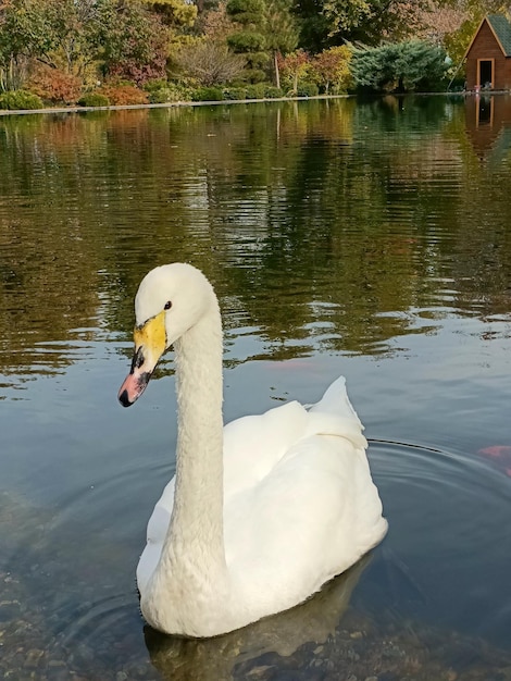 Grazioso cigno bianco